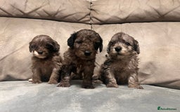 Cockapoo dogs for sale: 🐶F1 Cockerpoo Pups – Merle, Chocolate, Apricot 🐶 - Image 13