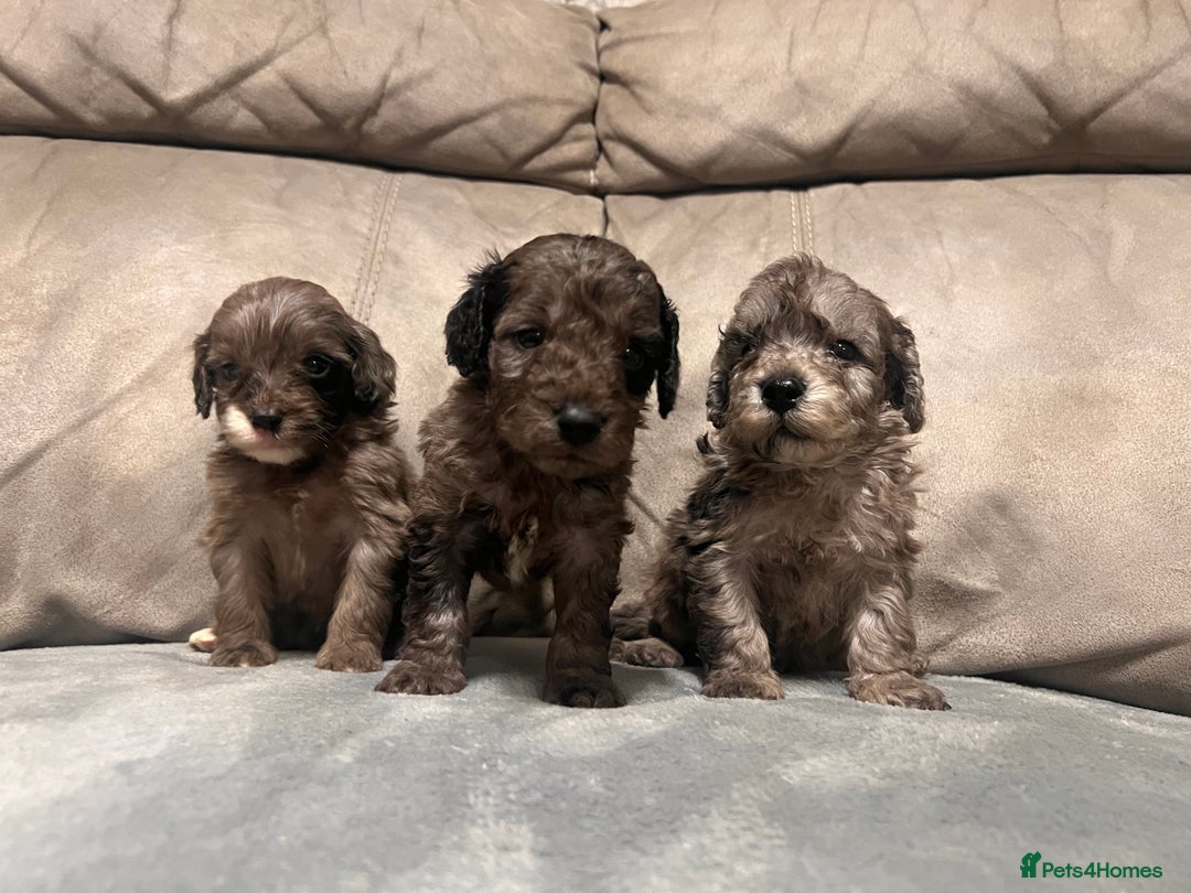 Cockapoo dogs for sale: 🐶F1 Cockerpoo Pups – Merle, Chocolate, Apricot 🐶 - Image 13
