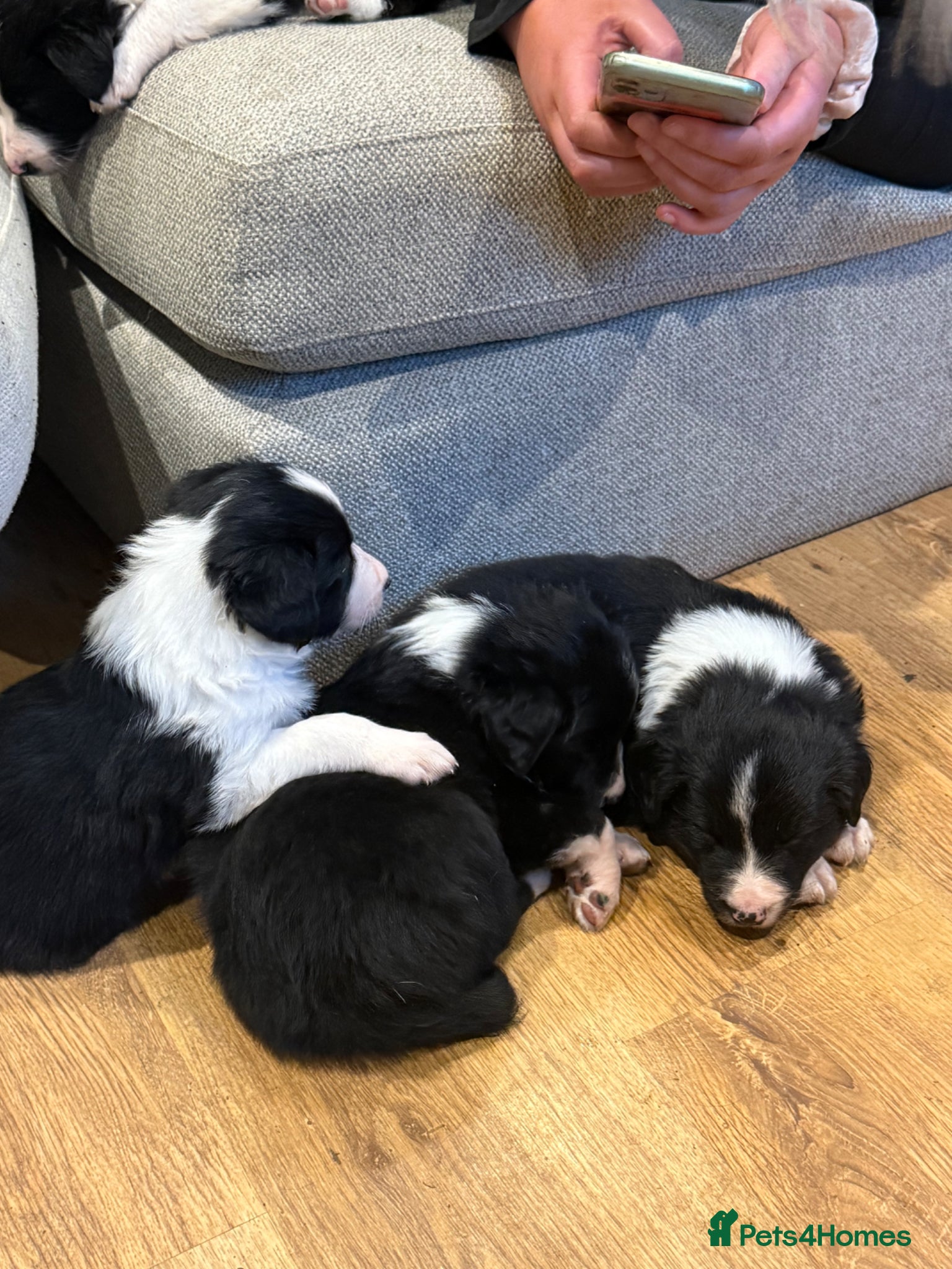 Border Collie dogs for sale: Border Collie Puppies Ready Now in Carnforth - Advert 4