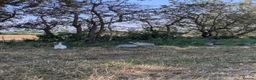 Guinea Fowl poultry for sale: Guinea Fowl Hatching Eggs in Market Drayton - Advert 1