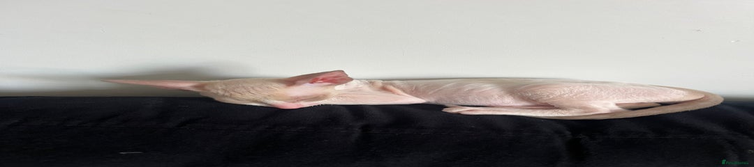 Cornish Rex Kitten 1