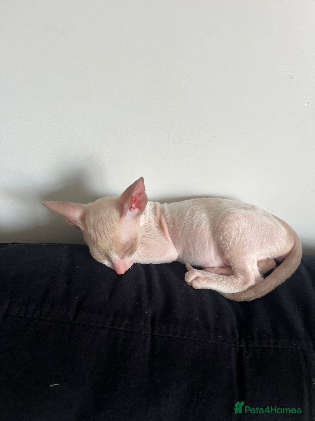 Cornish Rex cats for sale: Best Cornish Rex friend  - Image 5