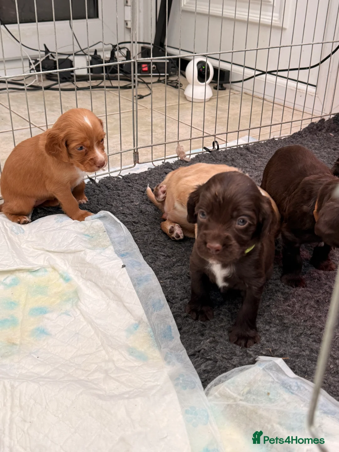 Sprocker dogs for sale: Sprocker Pups - Advert 7