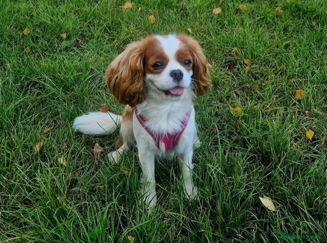 Cavalier King Charles Spaniel dogs for sale: 3 Stunning Cavalier King Charles Pups *DNA CLEAR* - Image 10
