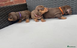 Miniature Dachshund dogs for sale: 🐾 Miniature Dachshunds – 3 Chocolate&Tan Girls🐾 - Image 2