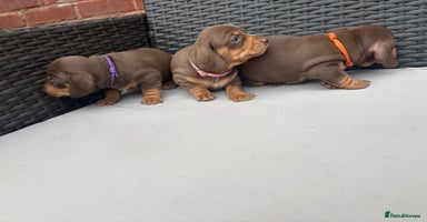 Miniature Dachshund dogs - Advert 16