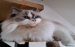 Ragdoll cats for sale: Loving Ragdoll girl for sale - Image 8