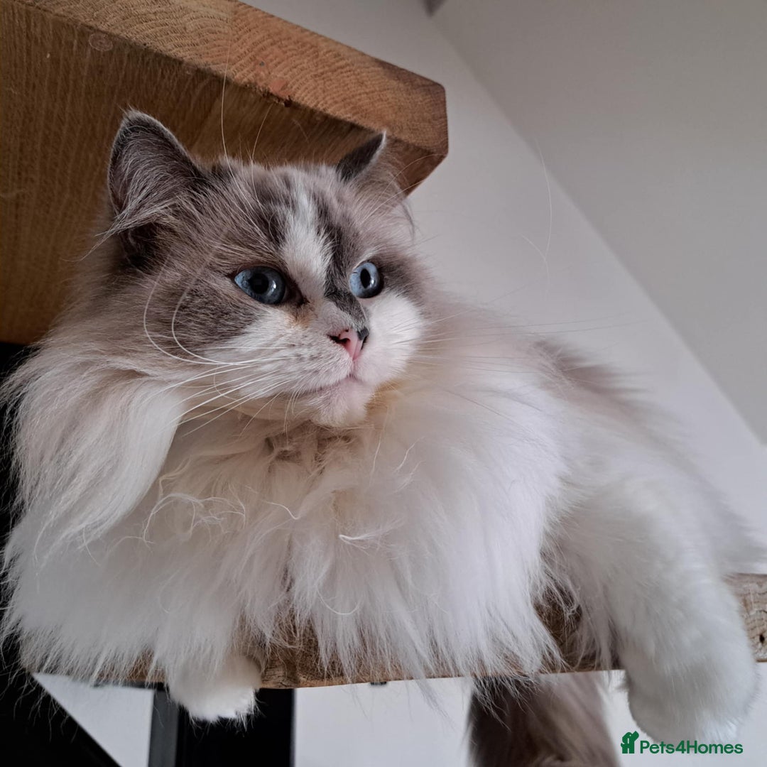 Ragdoll cats for sale: Loving Ragdoll girl for sale - Image 8