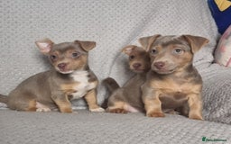 Jack Russell dogs for sale: Miniature jack Russell's only 3 available now - Image 15