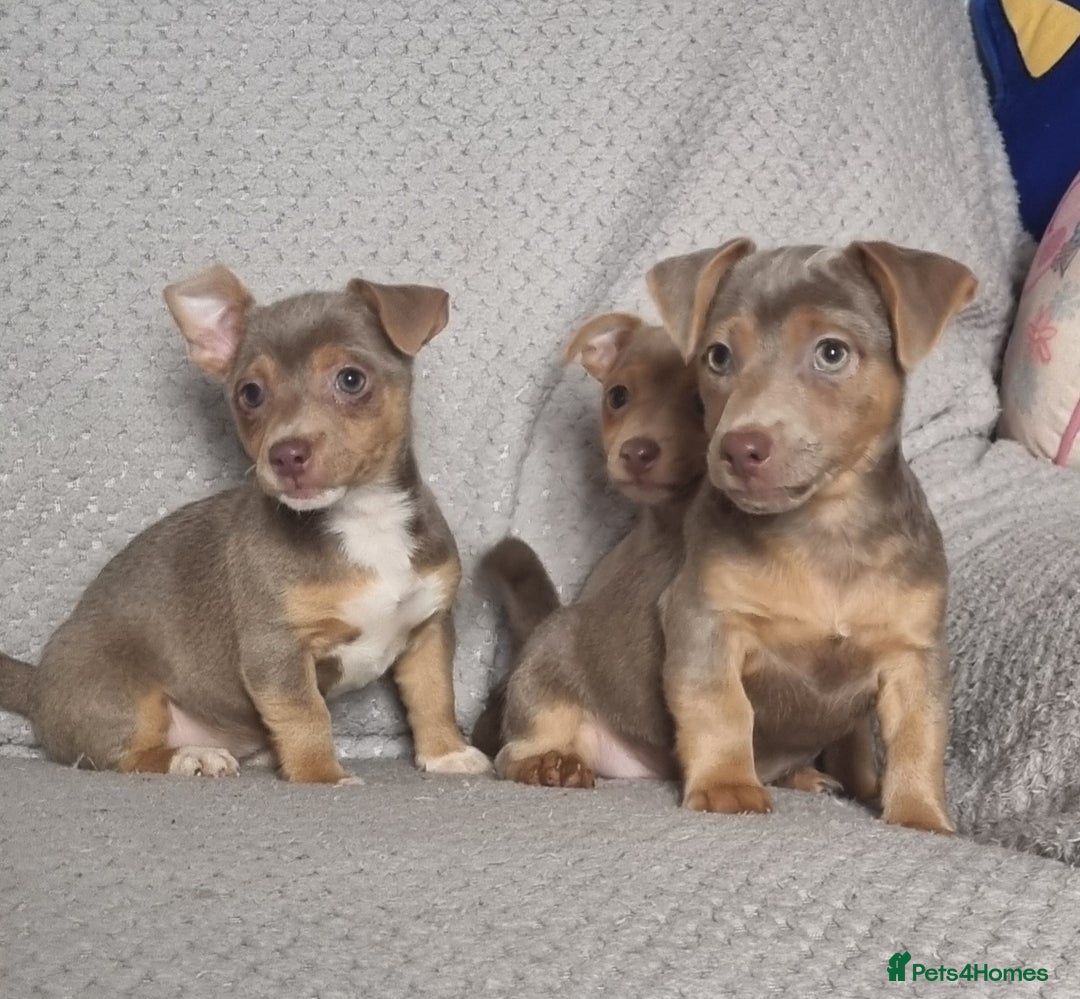 Jack Russell dogs for sale: Miniature jack Russell's only 3 available now - Image 15
