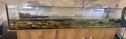 Turtle reptiles for sale: Musk turtle  - Advert 3