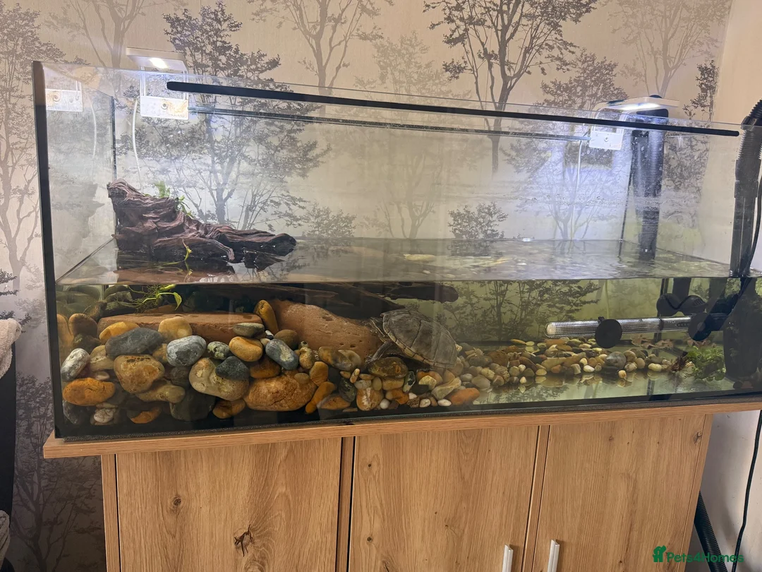 Turtle reptiles for sale: Musk turtle  - Advert 3