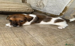 Jack Russell dogs for sale: Traditional jack russel pups tri coloured  - Image 10
