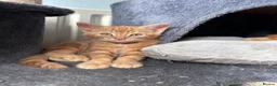 Mixed Breed cats for sale: Four beautiful all ginger kittens  - Advert 6