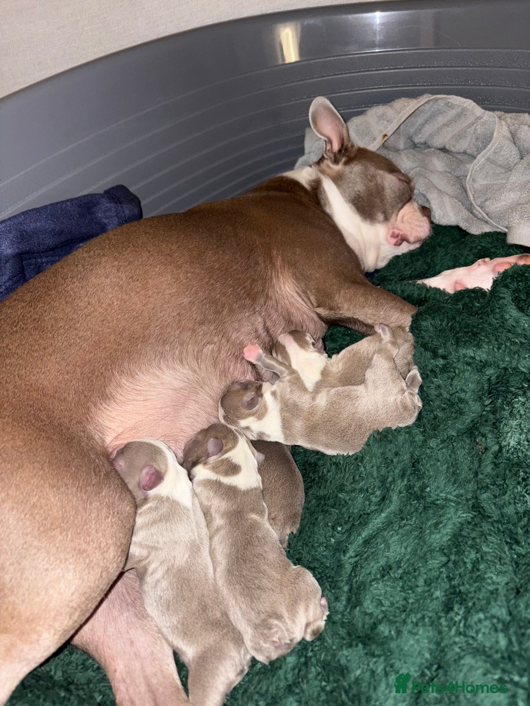 Boston Terrier dogs for sale: Premium & Rare Champaign Boston Terriers - Advert 2