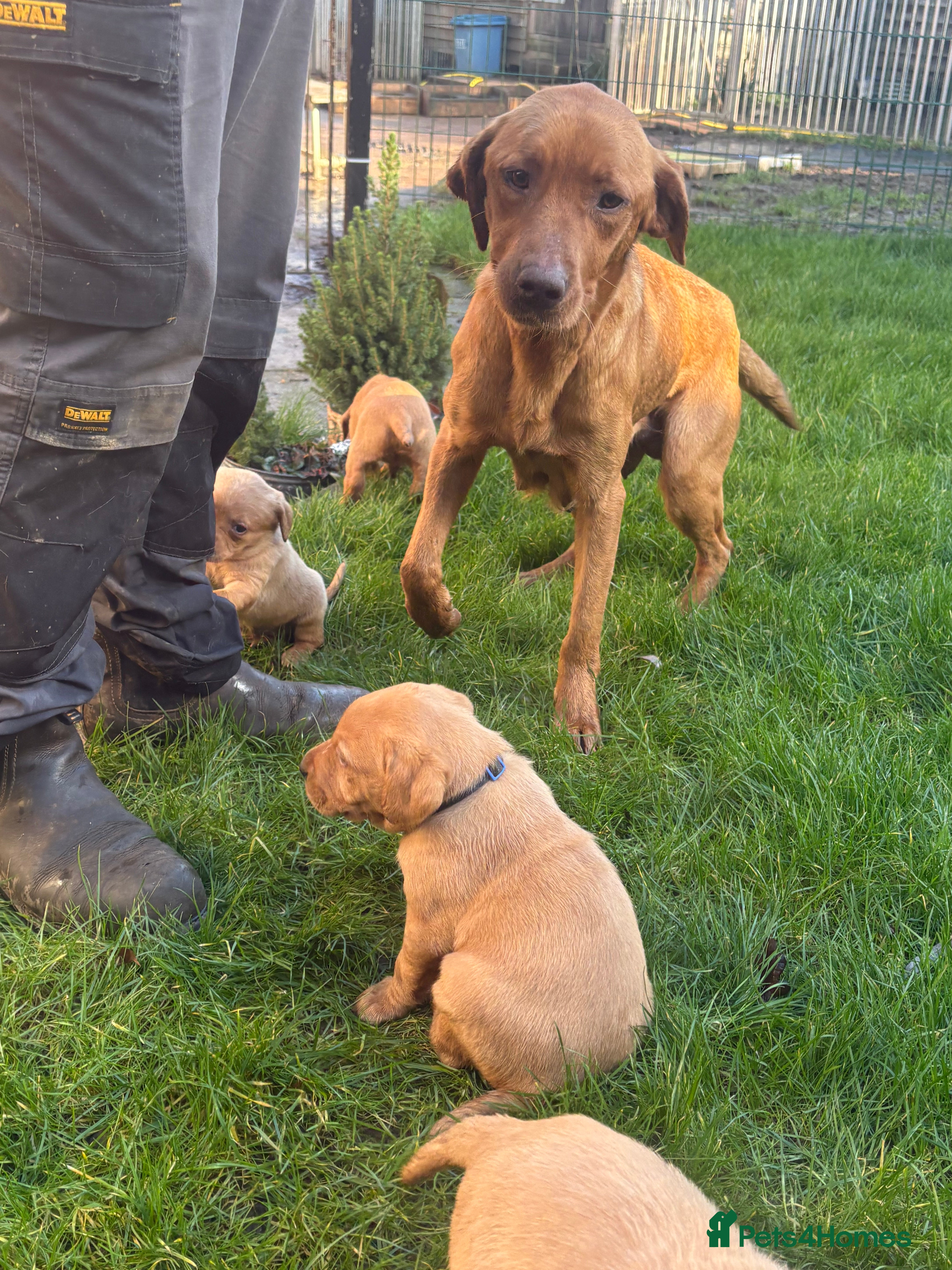 Labrador Retriever dogs Fox red Labrador Puppies  - Advert 13