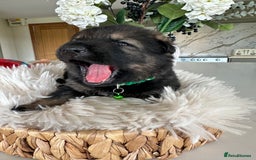 German Shepherd dogs for sale: Outstanding KC Working Line German Shepherd Pups - Image 7