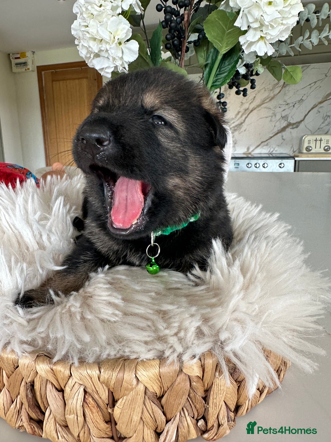 German Shepherd dogs for sale: Outstanding KC Working Line German Shepherd Pups - Image 7