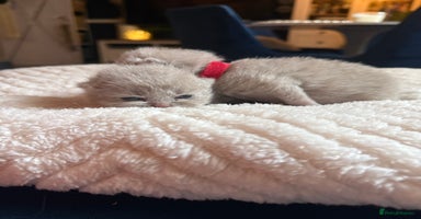 British Shorthair cats - Advert 11