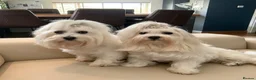 Maltese dogs for sale: GORGEOUS KOREAN MALTESE PUPPIES - Advert 31