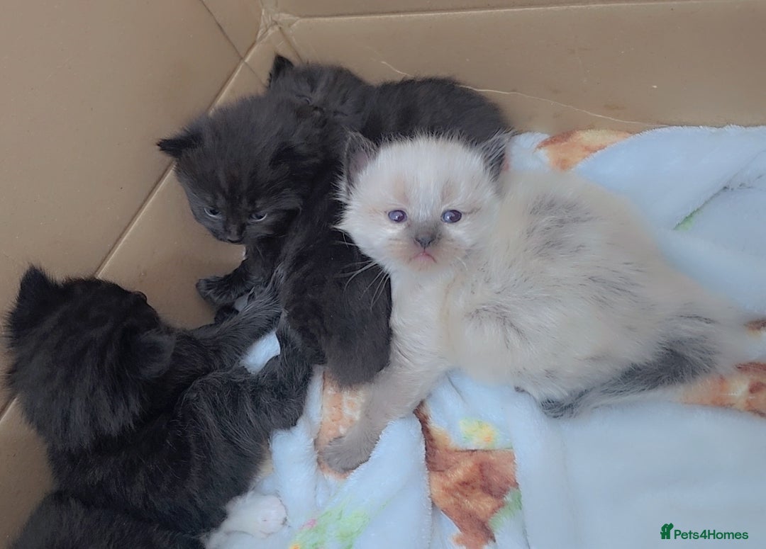 Maine Coon cats for sale: Mainecoon/ragdoll  - Advert 3