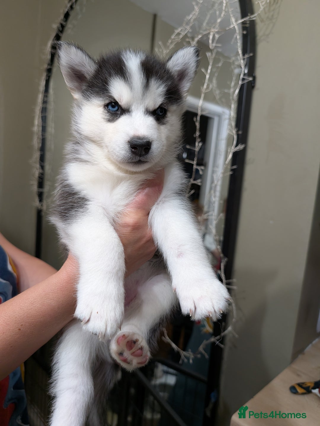 Siberian Husky dogs for sale: Stunning Siberian husky puppies - Image 23