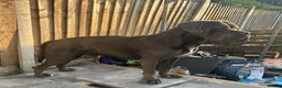 Cane Corso dogs for stud: BLUE CANE CORSO FOR STUD - Advert 3