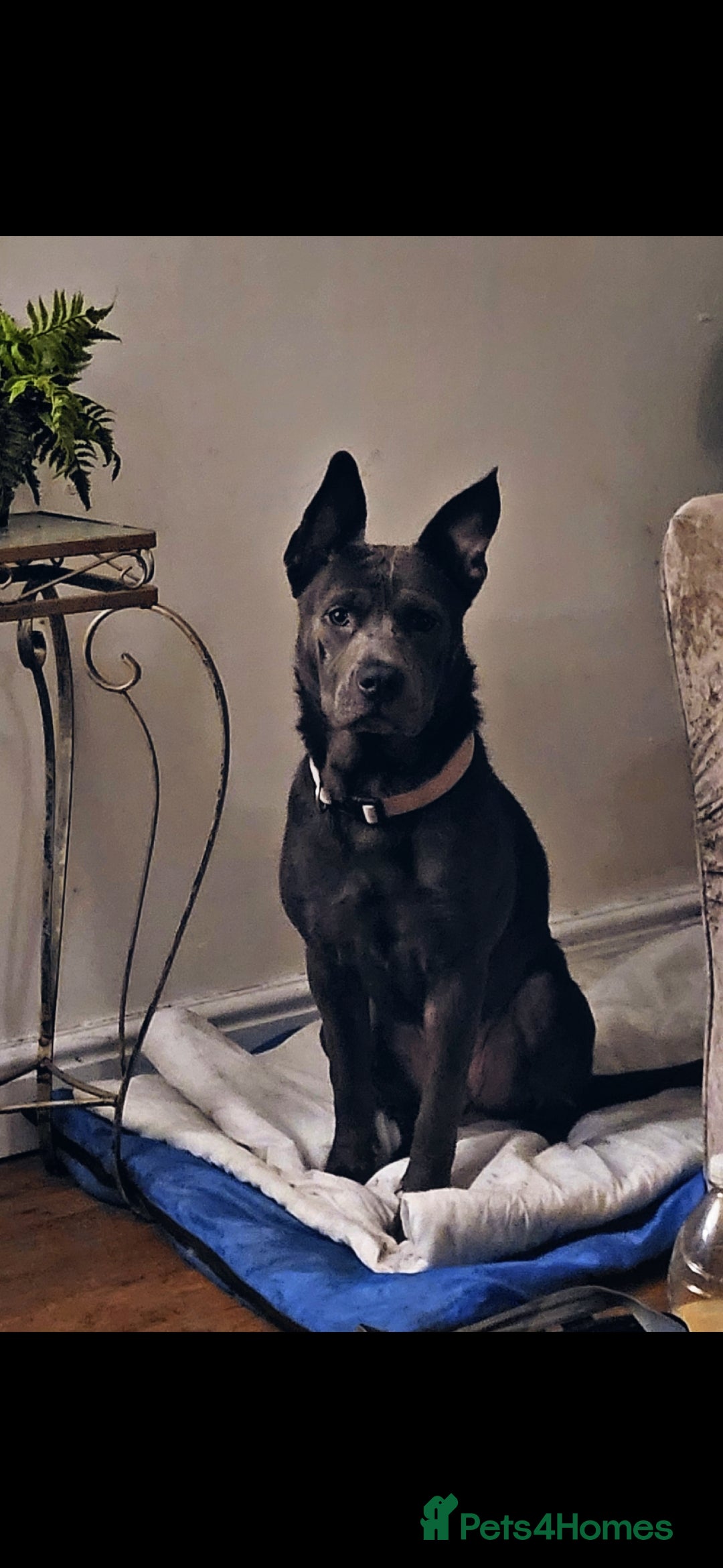 Mixed Breed dogs for sale: Mixed breed beautiful blue baby - Advert 2