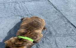 Mixed Breed dogs for sale: 6 gawjus puppy’s   - Image 7