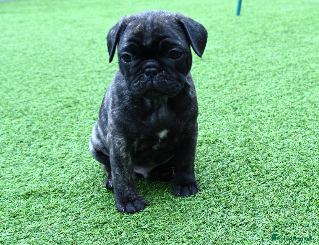Frug dogs for sale: Frug puppies - Advert 4