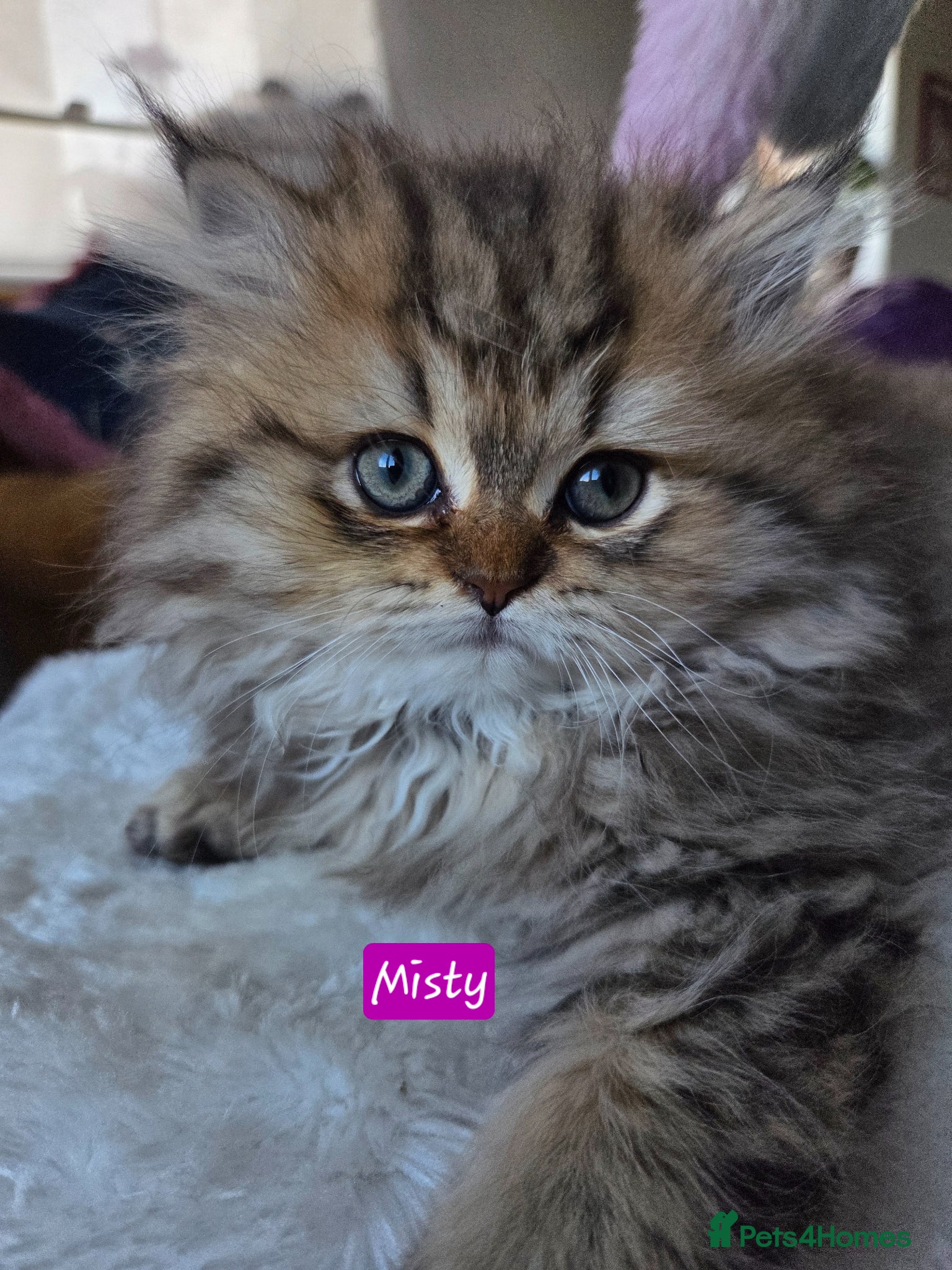 Persian cats Beautiful Persian Kittens – 2 Girls & 1 Boy - Advert 2