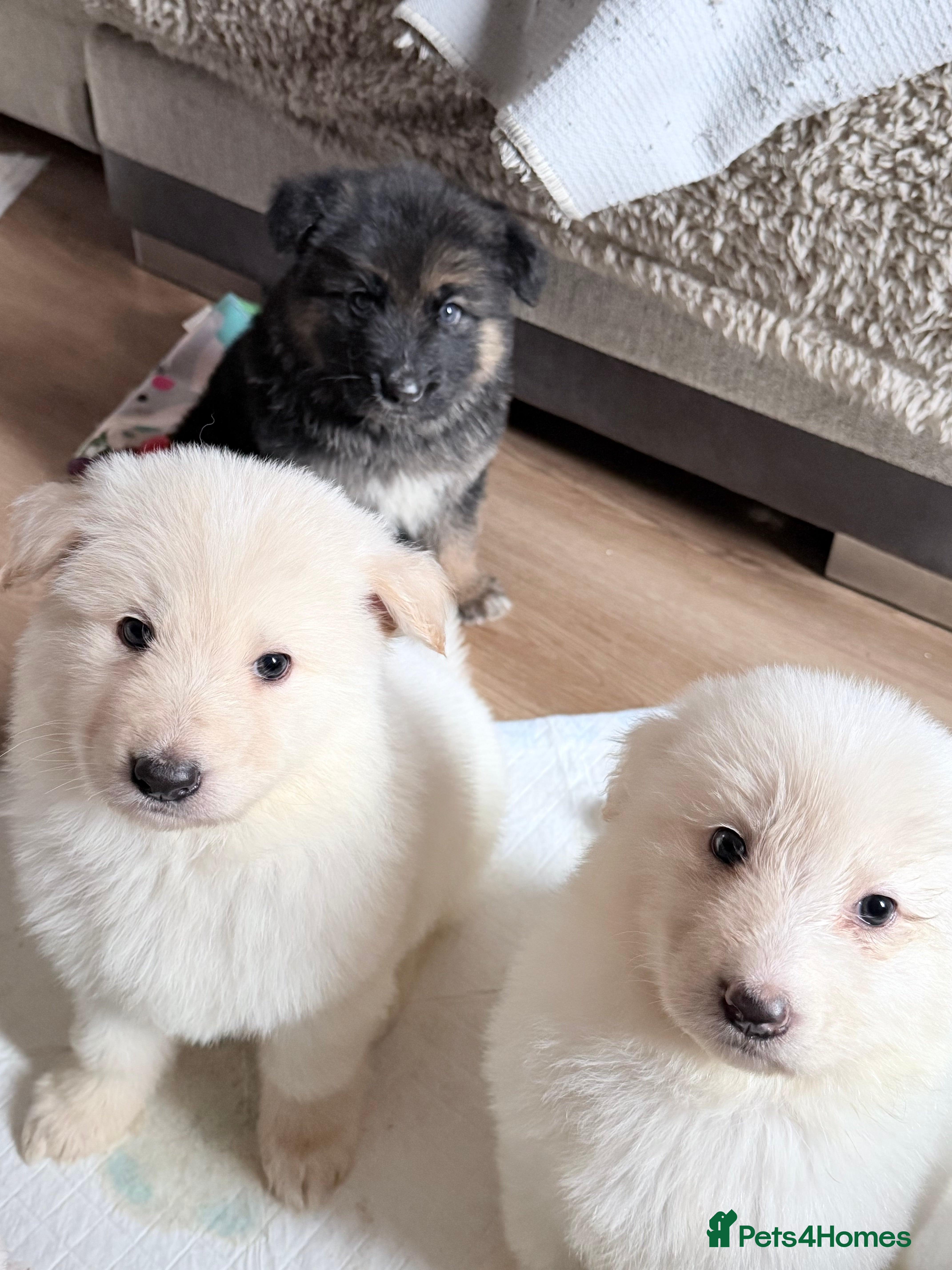 German Shepherd dogs ✨⭐️ready this week- KC REGISTERED GSD PUPS⭐️✨ - Advert 4