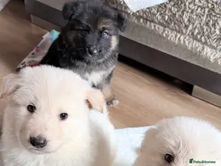 German Shepherd dogs ✨⭐️ready this week- KC REGISTERED GSD PUPS⭐️✨ - Advert 4