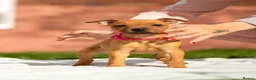 Staffordshire Bull Terrier dogs for sale: 🐾 STUNNING RED STAFFIE PUPPIES 🐾 - Advert 9