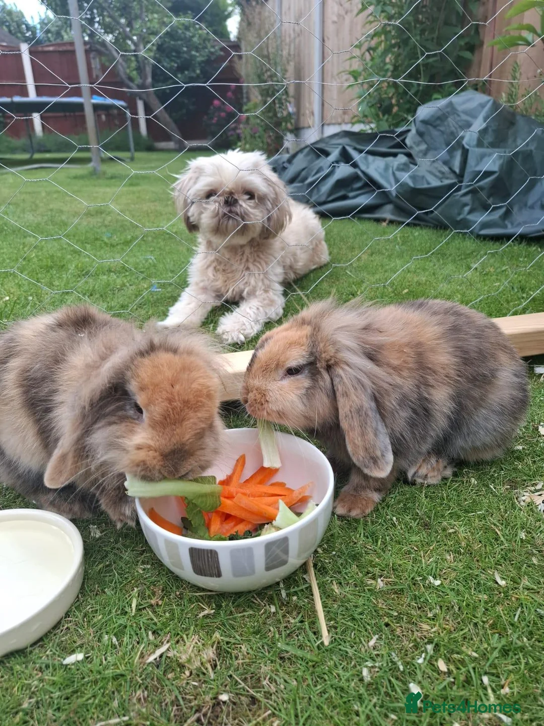 Mixed Breed rabbits for sale: Oreo .. Mini Lop - Advert 5