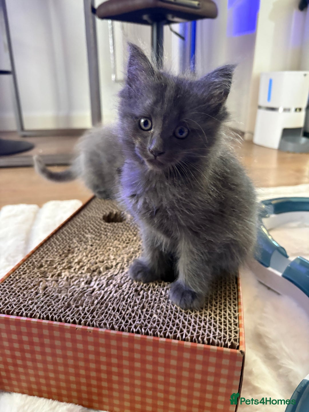 Ragcoon cats for sale: Last Female Ragcoon kitten - ready to leave - Advert 1