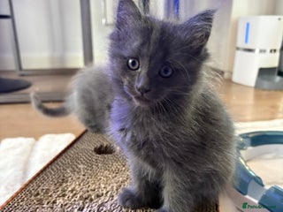 Ragcoon cats 3 x Ragcoons - Advert 1