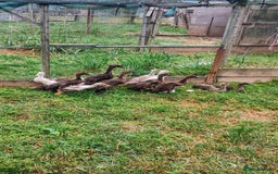 Ducks poultry for sale: Female Indian Runner Ducklings  - Image 3