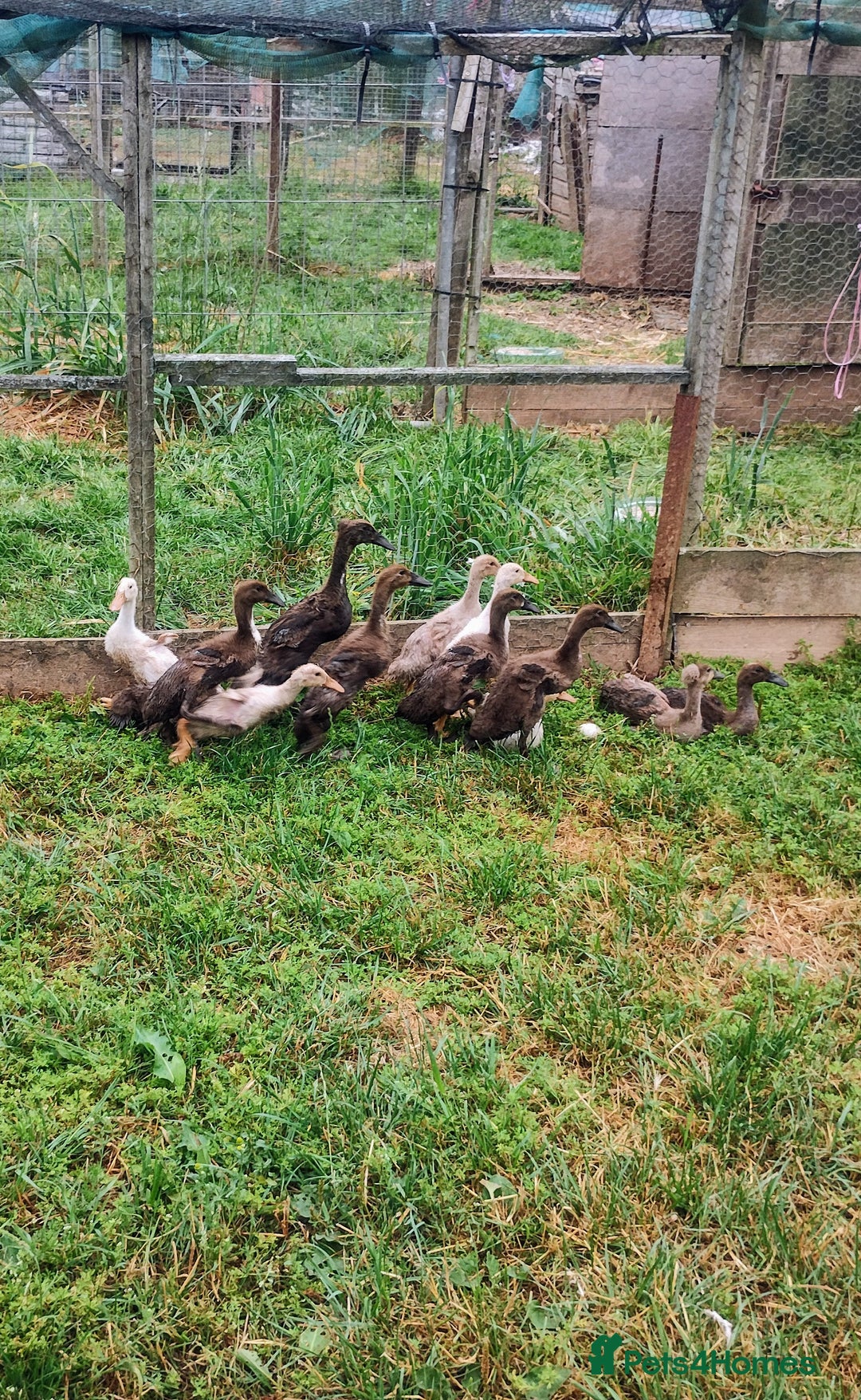 Ducks poultry for sale: Female Indian Runner Ducklings  - Image 3
