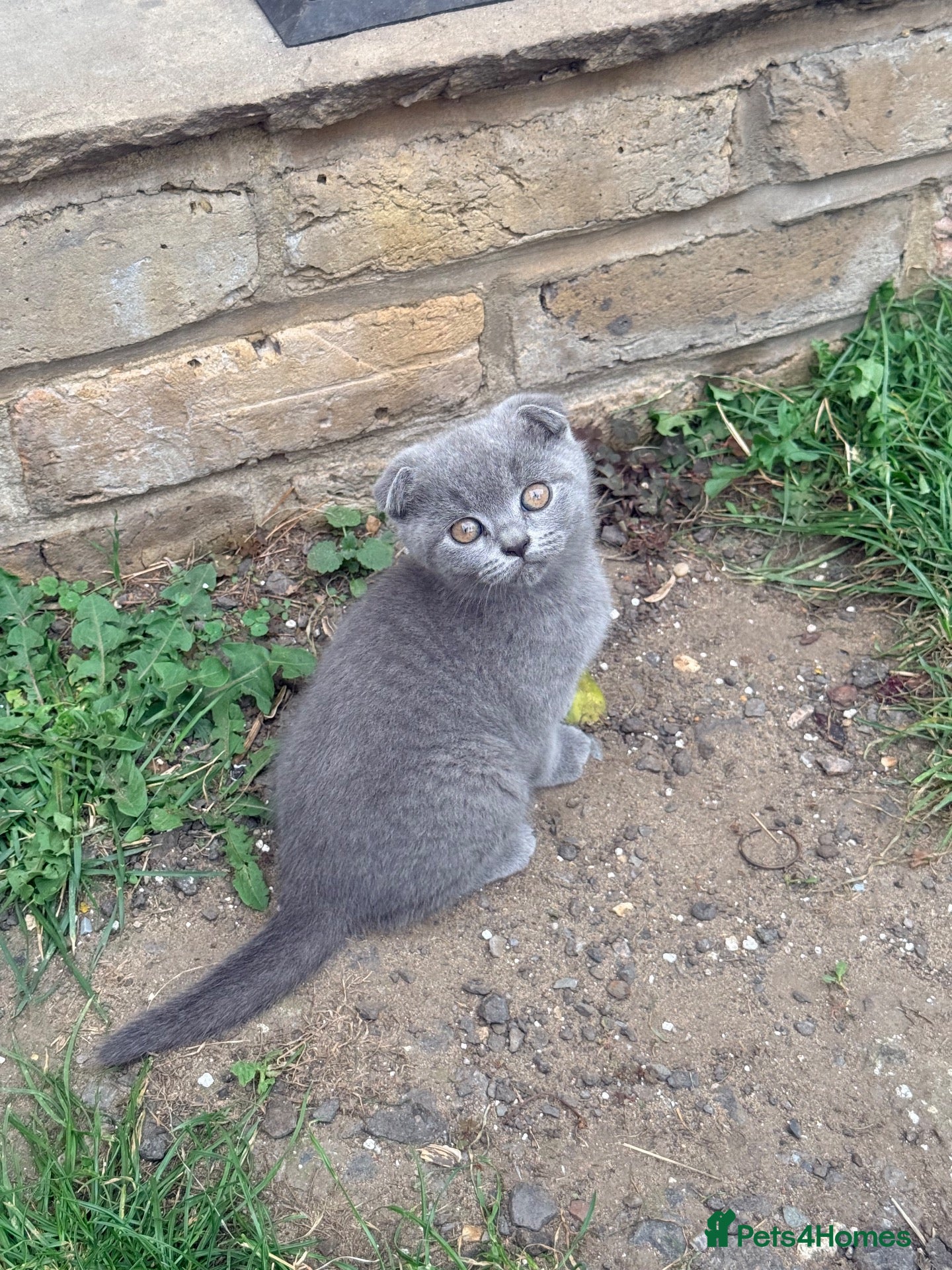 British Shorthair cats Scotish fold /British shorthair kittens  - Advert 7