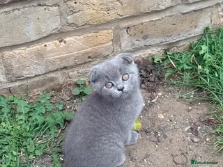 British Shorthair cats Scotish fold /British shorthair kittens - Advert 7
