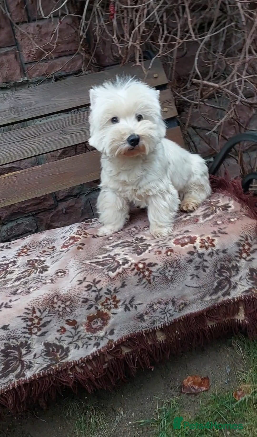 West Highland Terrier dogs for adoption: JEFF – Male West Yorkshire Terrier - Advert 1