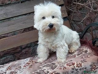 West Highland Terrier dogs JEFF – Male West Yorkshire Terrier - Advert 10