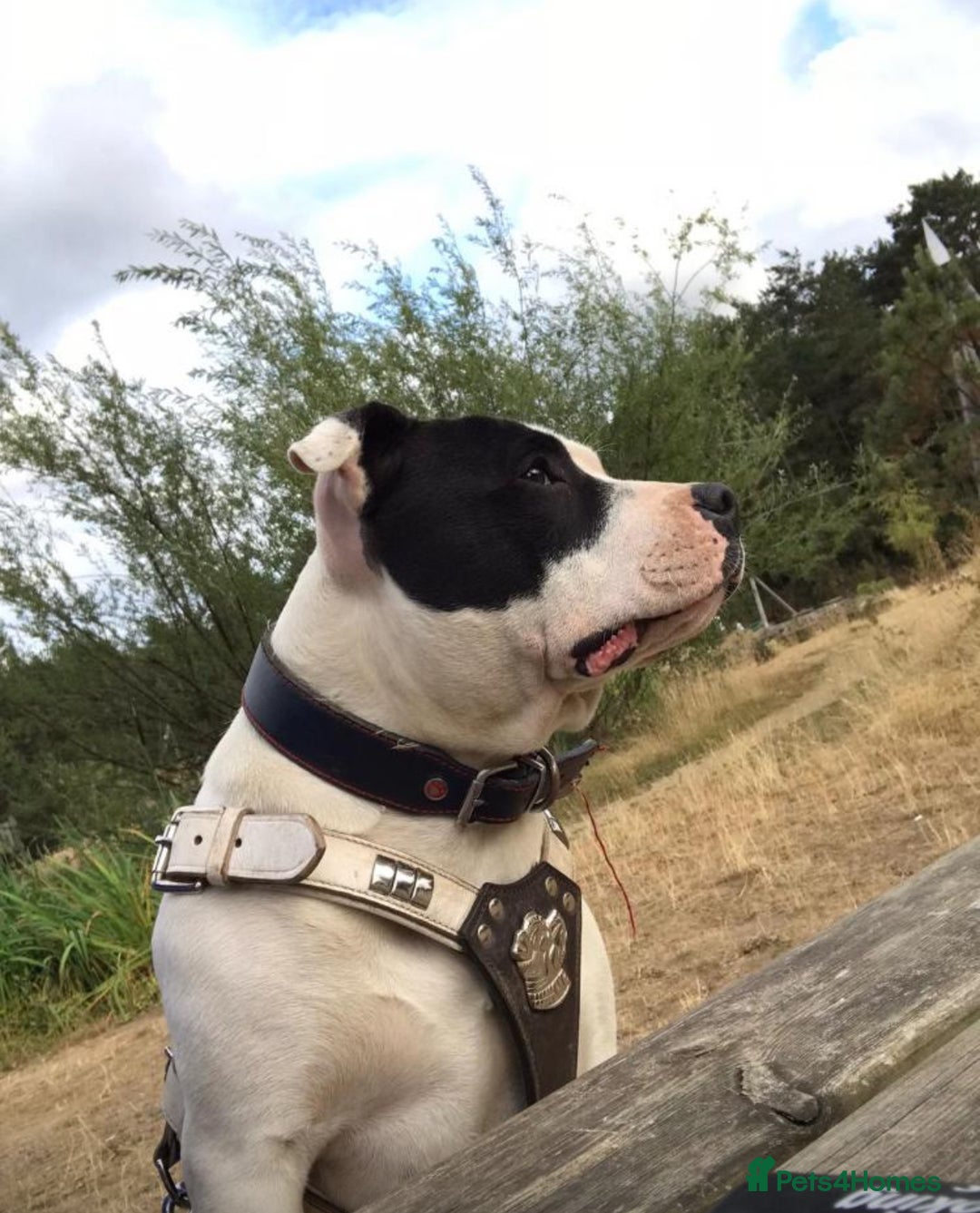 Staffordshire Bull Terrier dogs for sale: Mum and daughter  - Image 5