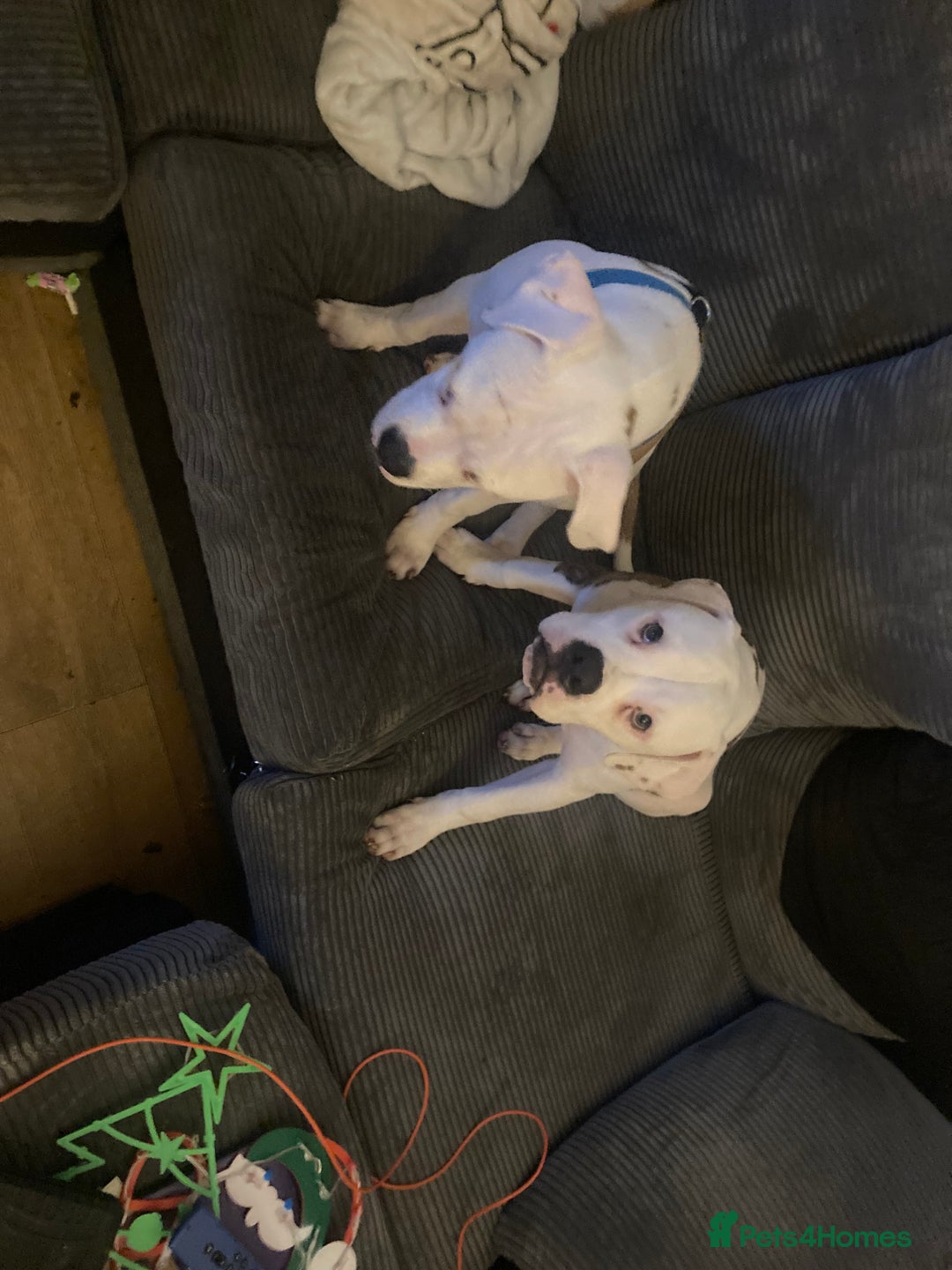 American Bulldog dogs for sale: male 17wk old american bulldog puppys - Advert 7