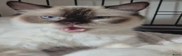 Ragdoll cats for sale: Blue point/ seal point Ragdoll kittens  - Advert 9