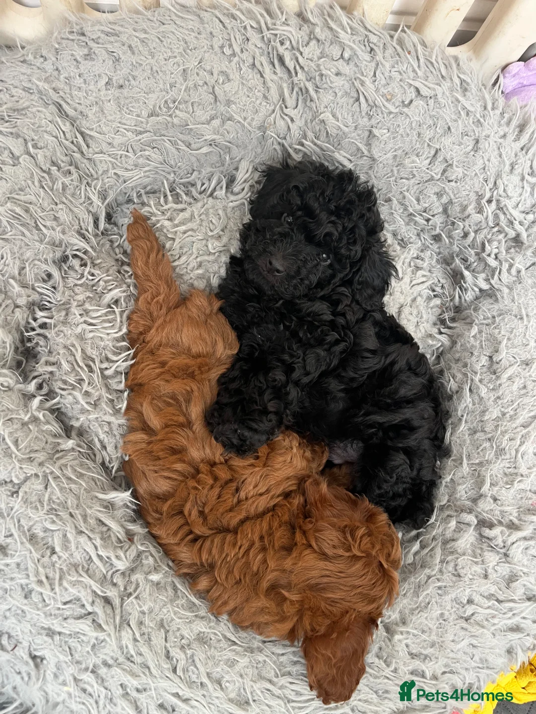 Cavapoo dogs for sale: Merlesque F1 10 week old trained puppies - Advert 2