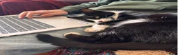 Mixed Breed cats for adoption: Bella is a Playful & Affectionate Kitten - Advert 6