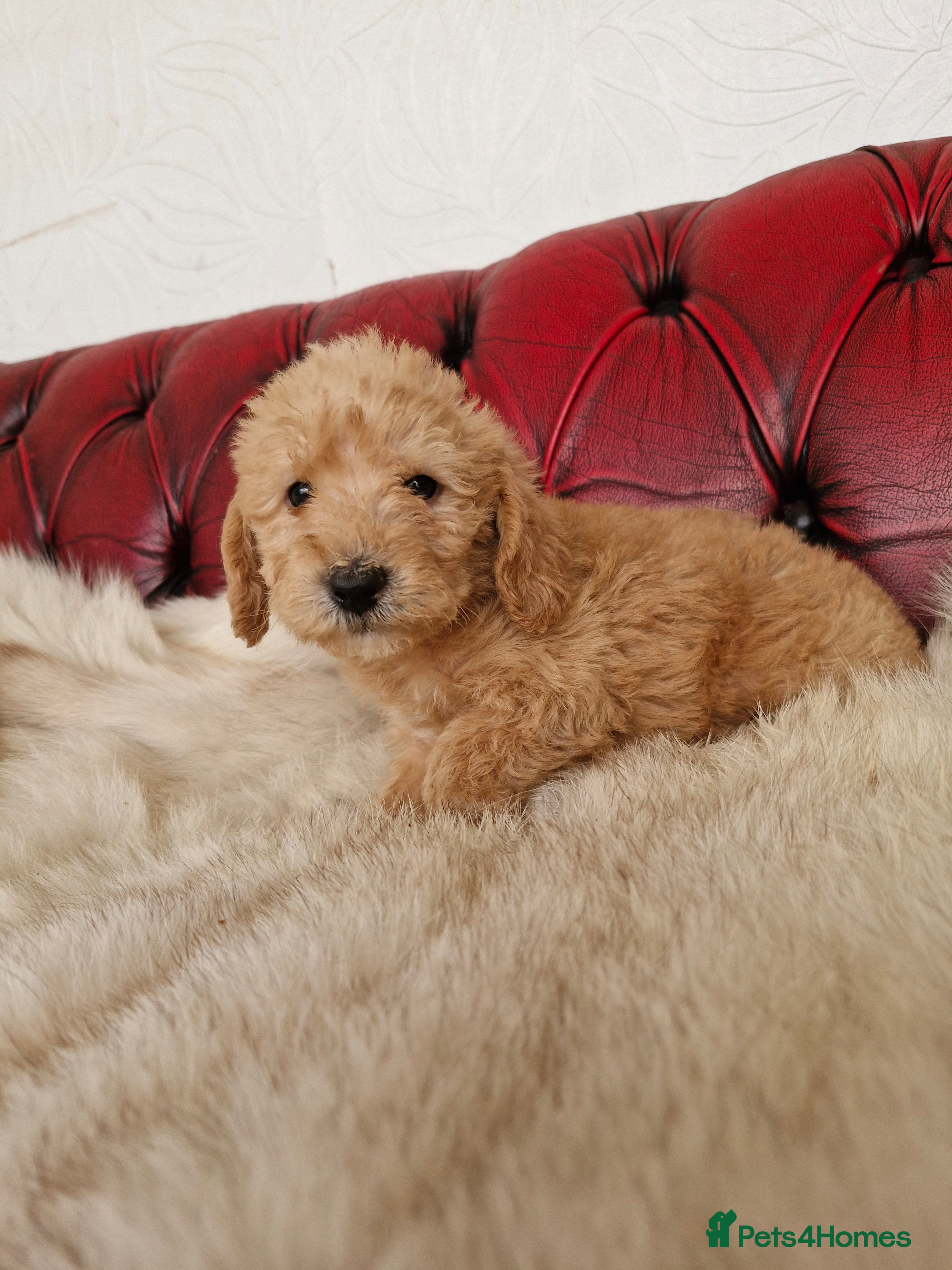 Schnoodle dogs SCRUMPTOUS BUNDLES OF FLUFF - Advert 2