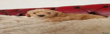 Schnoodle 5